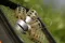 GURU X-change Distance feeder medium 40g + 50g (2db)