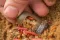 GURU Window Feeder Large 50g + 60g (2db)