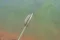 Preston ICS XL STEMS