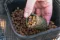 Preston ICS BAIT UP FEEDER - MEDIUM 20g