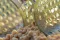 Preston ICS BAIT UP FEEDER - LARGE 20g